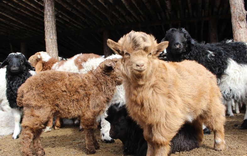 Getting to Know Cashmere Fabric: Characteristics, Pros, and Cons