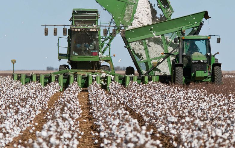 Top Cotton-Producing Countries in the World: Which Has the Highest Quality?