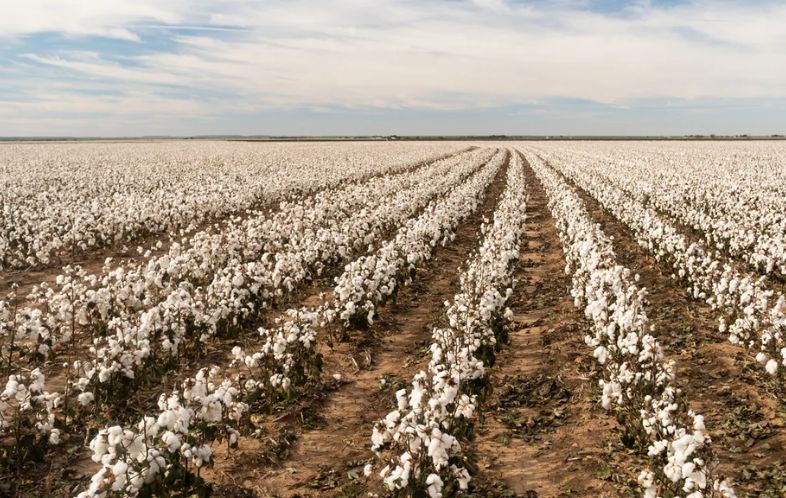 Why Does Cotton Vary by Region? Understanding the Impact of Climate and Soil