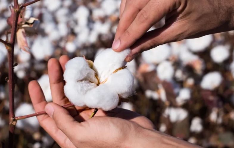 BCI vs US Cotton Trust Protocol: What is the Difference and Which is More Suitable for the Textile Industry?
